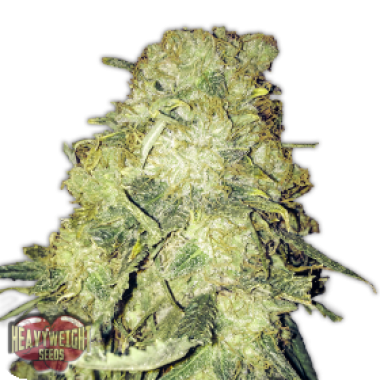 Heavyweight Cannabis Seeds Gold Mine