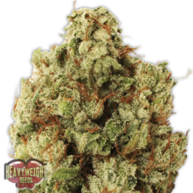 Heavyweight Cannabis Seeds Green Ninja