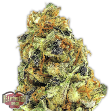 Heavyweight Cannabis Seeds K O Kush