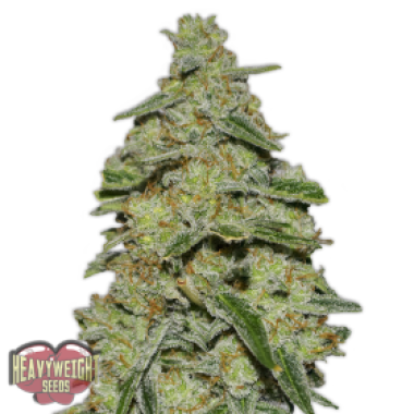 Heavyweight Cannabis Seeds Lemon Cake