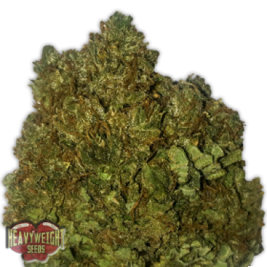 Heavyweight Cannabis Seeds Money Bush