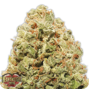 Heavyweight Cannabis Seeds Strawberry Cake