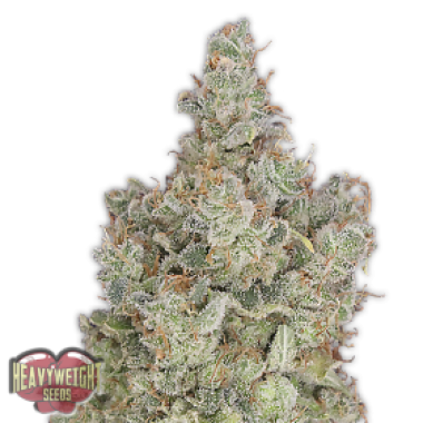 Heavyweight Cannabis Seeds Total Paralysis