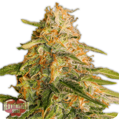 Heavyweight Cannabis Seeds Tropic Punch