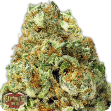 Heavyweight  Cannabis  Seeds  Turbo  Bud  Auto