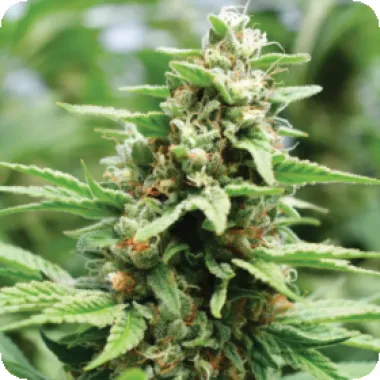 Humboldt Seed Company Cannabis Seeds Apricot Papaya