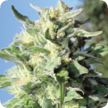 Humboldt Seed Company Cannabis Seeds Banana Mango