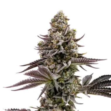 Humboldt Seed Company Cannabis Seeds Blueberry Cupcake