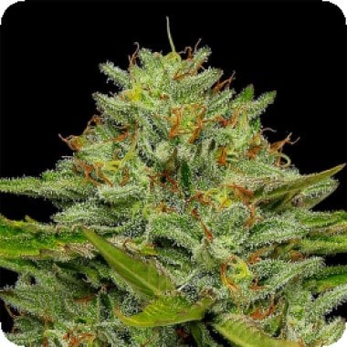 Humboldt Seed Company Cannabis Seeds Bob Marley One Love