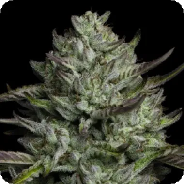 Humboldt Seed Company Cannabis Seeds Bob Marley Redemption