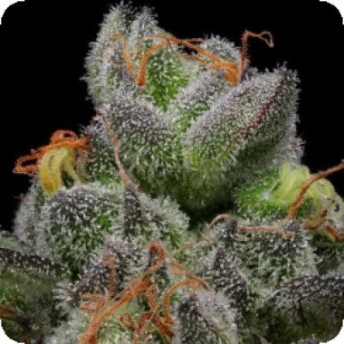 Humboldt Seed Company Cannabis Seeds California Cream