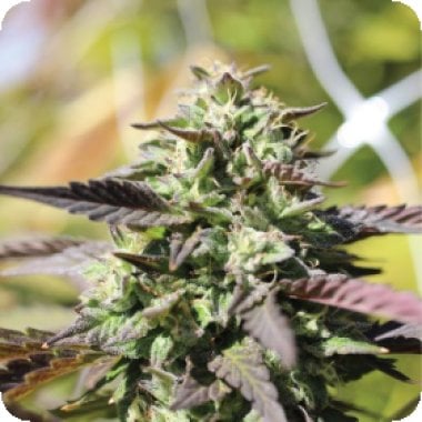 Humboldt Seed Company Cannabis Seeds Chunkadelic Auto