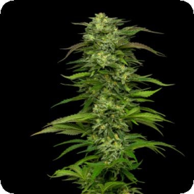 Humboldt Seed Company Cannabis Seeds Dream Queen