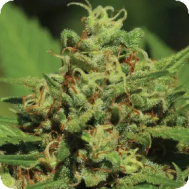 Humboldt Seed Company Cannabis Seeds Emerald Fire Og Auto