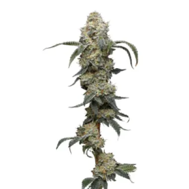 Humboldt Seed Company Cannabis Seeds Farmers Daughter