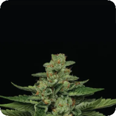 Humboldt Seed Company Cannabis Seeds Fortune Cookie