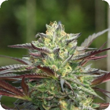 Humboldt Seed Company Cannabis Seeds G S Cookies