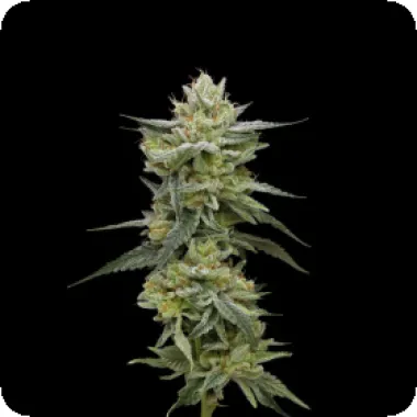 Humboldt Seed Company Cannabis Seeds Hella Jelly