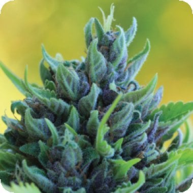 Humboldt Seed Company Cannabis Seeds Humboldt Dream Auto