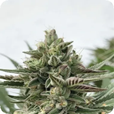 Humboldt Seed Company Cannabis Seeds Humboldt Pound Cake