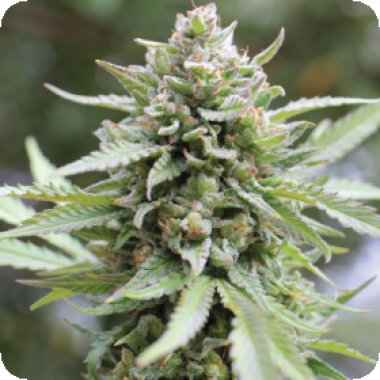 Humboldt Seed Company Cannabis Seeds Lemongrass