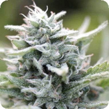 Humboldt  Seed  Company  Cannabis  Seeds  Magic  Melon  Auto