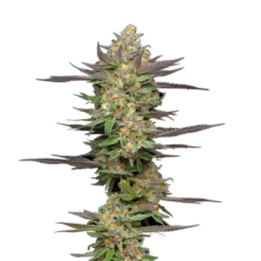 Humboldt  Seed  Company  Cannabis  Seeds  Mint  Jelly  Auto