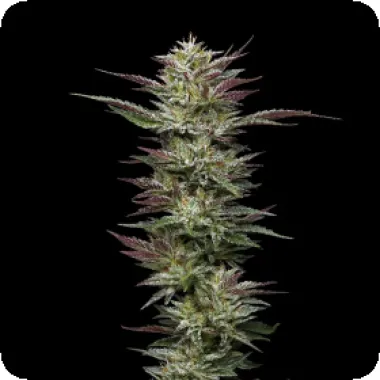 Humboldt Seed Company Cannabis Seeds Nutter Budder