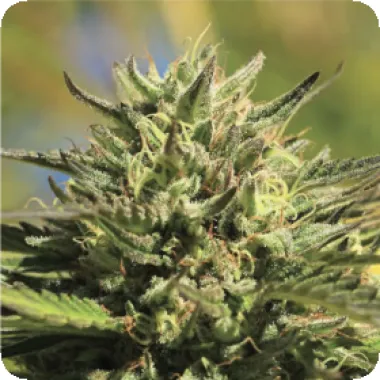 Humboldt Seed Company Cannabis Seeds Og Kush