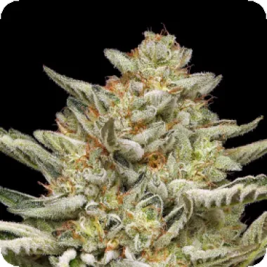 Humboldt Seed Company Cannabis Seeds Og Triploid Auto