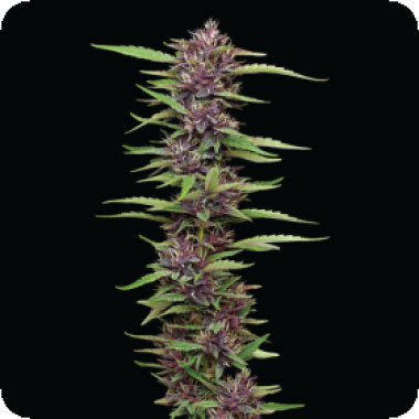 Humboldt Seed Company Cannabis Seeds P P D