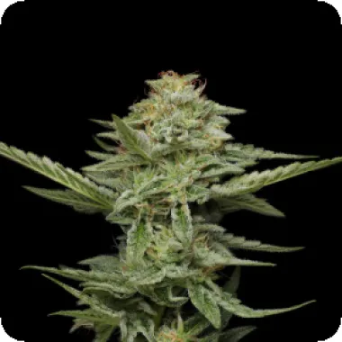 Humboldt Seed Company Cannabis Seeds Pistachio