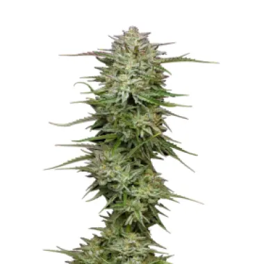 Humboldt  Seed  Company  Cannabis  Seeds  Pound  Town  Auto