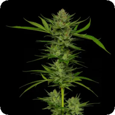 Humboldt Seed Company Cannabis Seeds Slightly Stoopid Fruits