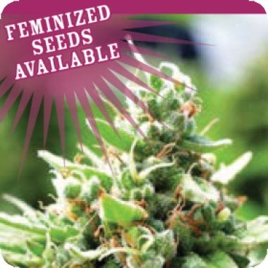 Humboldt  Seed  Company  Cannabis  Seeds  Sol  Mate  Auto