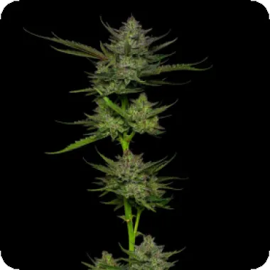 Humboldt  Seed  Company  Cannabis  Seeds  Sour  Apple  Auto