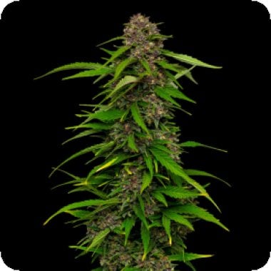 Humboldt  Seed  Company  Cannabis  Seeds  Squirt  Auto