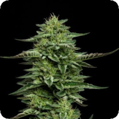Humboldt Seed Company Cannabis Seeds The Bling