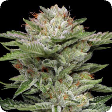 Humboldt Seed Company Cannabis Seeds V Auto