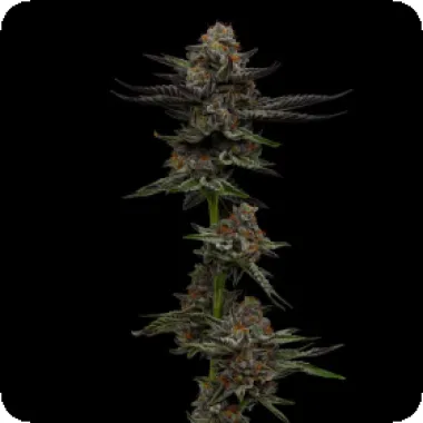 Humboldt Seed Company Cannabis Seeds Vanilla Creme Pie