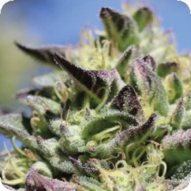 Humboldt Seed Company Cannabis Seeds Vanilla Frosting