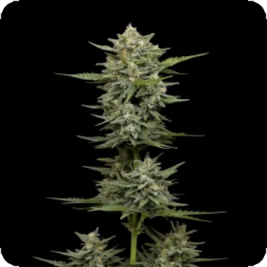 Humboldt  Seed  Company  Cannabis  Seeds  Vanilla  Latte  Auto