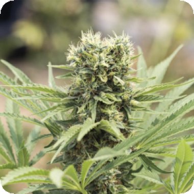 Humboldt Seed Organization Cannabis Seeds Dedoverde Haze