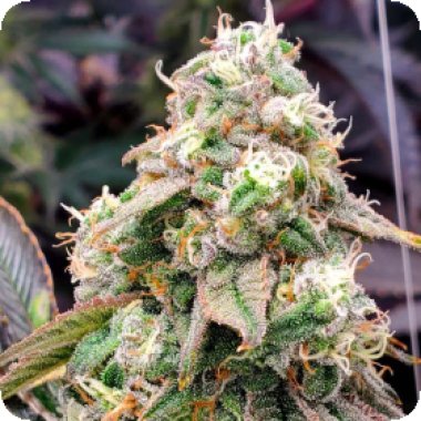Humboldt Seed Organization Cannabis Seeds Limited Edition Gushers Fast Version
