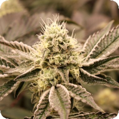 Humboldt  Seed  Organization  Cannabis  Seeds  Mouth  Wash