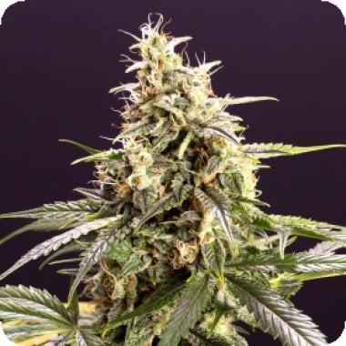 Humbolt  Seed  Organization  Cannabis  Seeds  Chem  Bomb  Auto