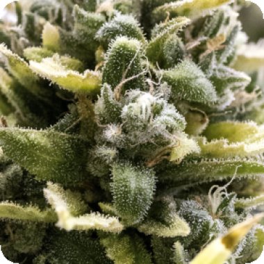 Humbolt  Seed  Organization  Cannabis  Seeds  Og  Kush  Auto