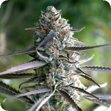 Humbolt Seed Organization Cannabis Seeds Runtz Fast Version