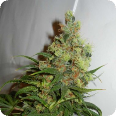 Kannabia  Cannabis  Seeds  Neil  Haze