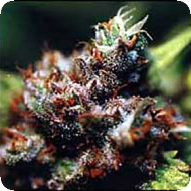 Kc Brains Cannabis Seeds Brasil X Kc